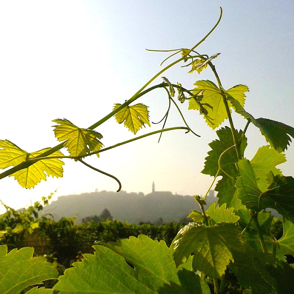 domaine-julie-karsten grappe de merlot