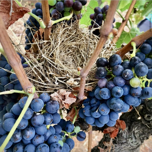 Screenshot grappe de merlot
